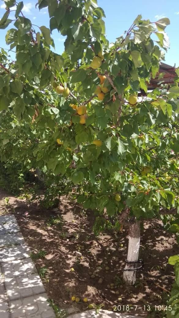 Eldos-Ata Eco Hotel Tosor Kültér fotó